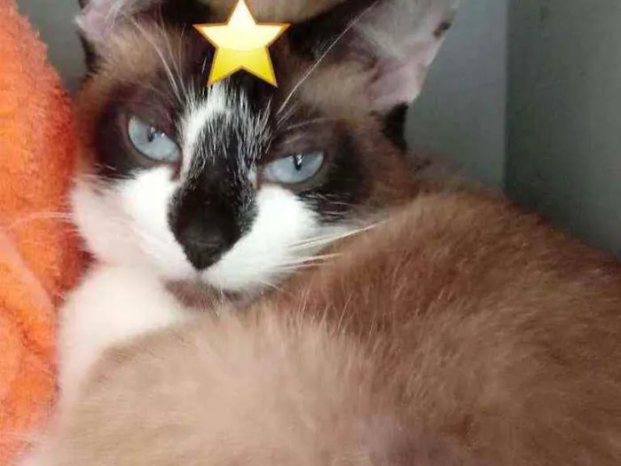 Gato raça Srd idade 2 anos nome Branca