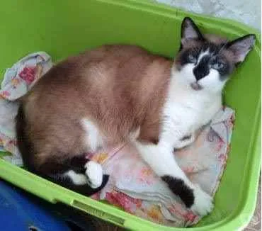 Gato raça Srd idade 2 anos nome Branca