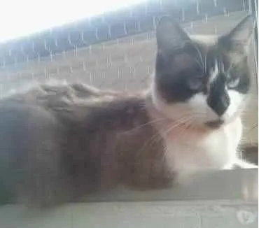 Gato raça Srd idade 2 anos nome Branca