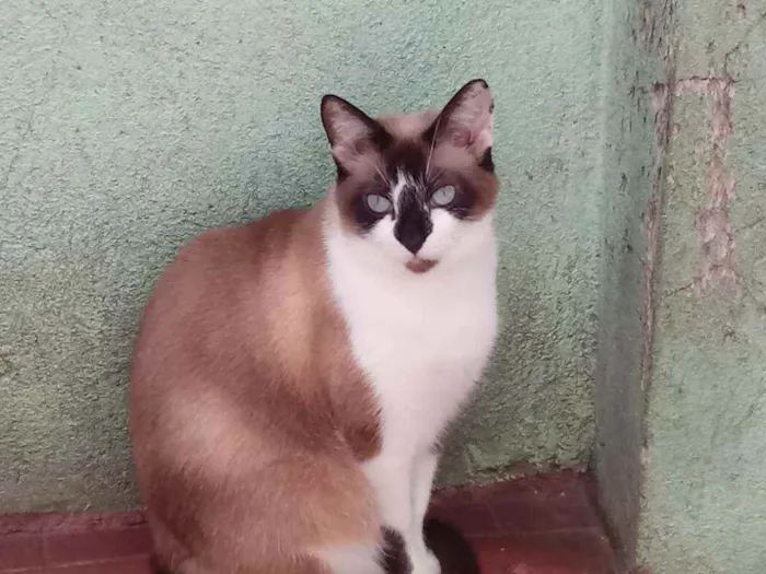 Gato raça Srd idade 2 anos nome Branca