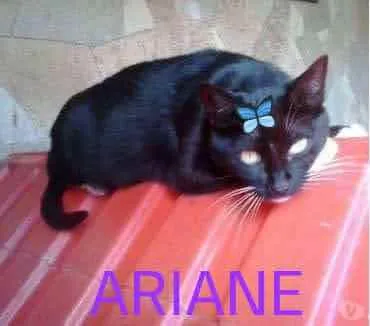 Gato raça Srd idade 3 anos nome Ariane