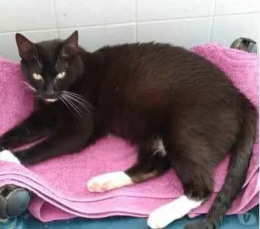 Gato raça Srd idade 3 anos nome Ariane