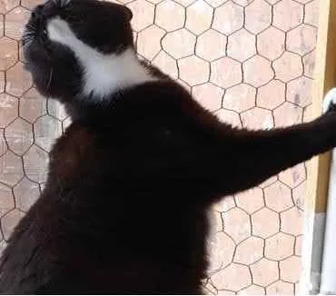 Gato raça Srd idade 3 anos nome Ariane