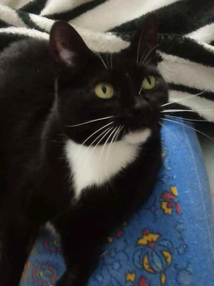 Gato raça Srd idade 3 anos nome Ariane