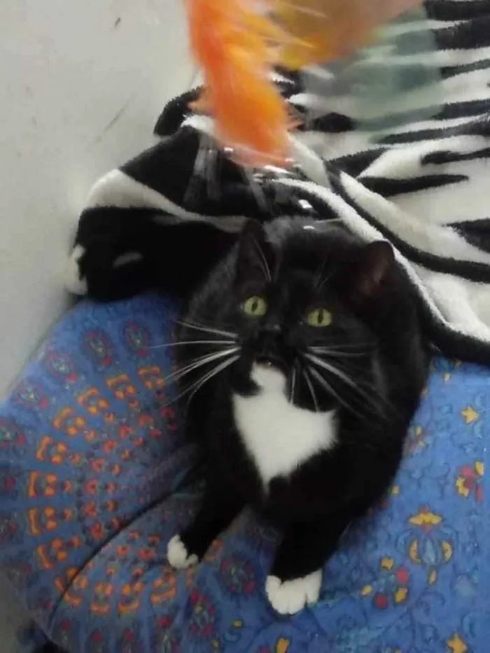 Gato raça Srd idade 3 anos nome Ariane