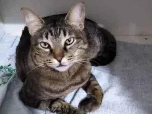 Gato raça Srd idade 4 anos nome Raja