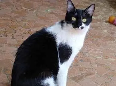 Gato raça Srd idade 3 anos nome Sarinha