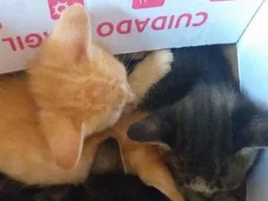 Gato raça  idade 2 a 6 meses nome Corajoso,medroso,den