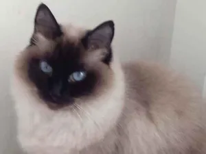 Gato raça Srd idade 4 anos nome Gatinha