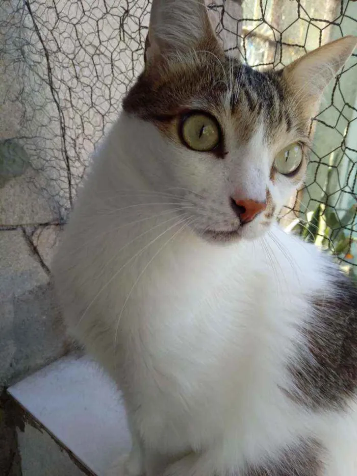 Gato raça Srd idade 3 anos nome Branquinho