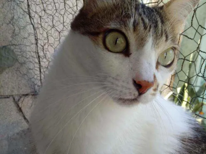 Gato raça Srd idade 3 anos nome Branquinho