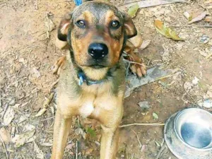 Cachorro raça Mestiço idade 1 ano nome Luke