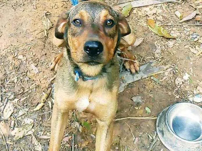 Cachorro ra a Mestiço idade 1 ano nome Luke