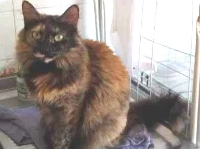 Gato raça Srd idade 4 anos nome Menina