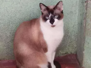 Gato raça Srd idade 2 anos nome Branca