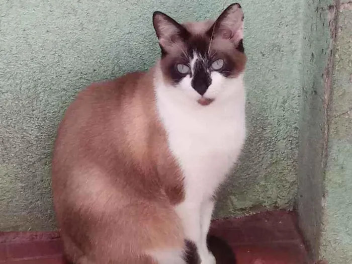 Gato raça Srd idade 2 anos nome Branca