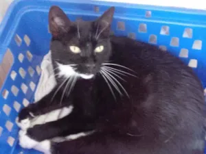 Gato raça Srd idade 3 anos nome Ariane