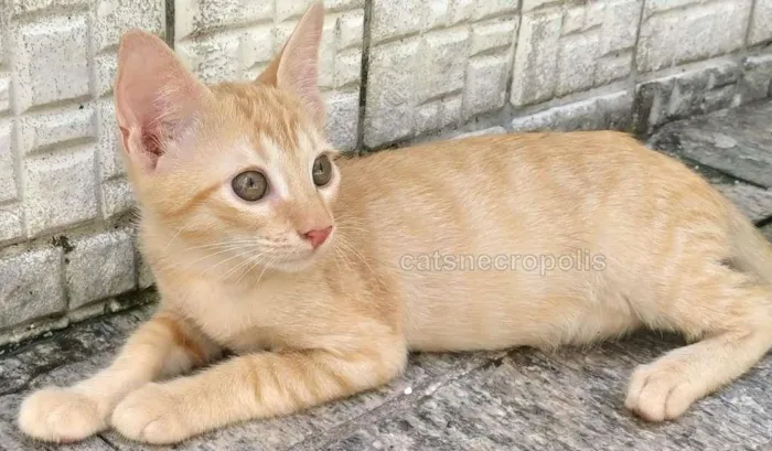 Gato ra a srd idade 2 a 6 meses nome Filhote amarelo