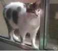 Gato raça Srd idade 3 anos nome Branquinho