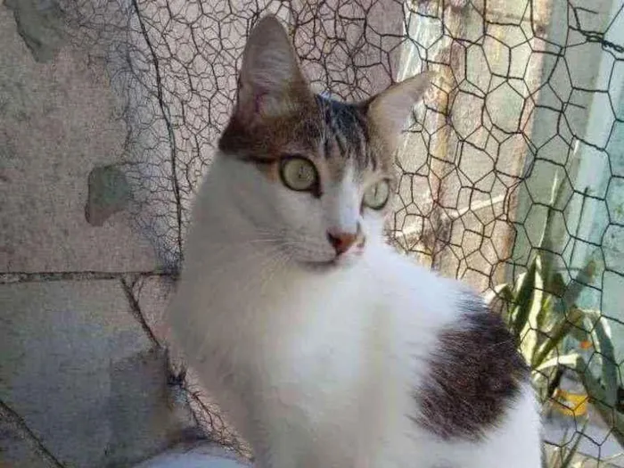 Gato raça Srd idade 3 anos nome Branquinho
