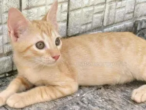 Gato raça srd idade 2 a 6 meses nome Filhote amarelo