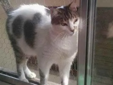 Gato raça Srd idade 3 anos nome Branquinho