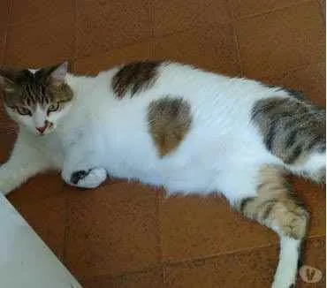 Gato raça Srd idade 3 anos nome Branquinho