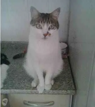 Gato raça Srd idade 3 anos nome Branquinho