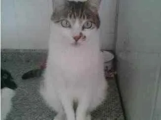 Gato raça Srd idade 3 anos nome Branquinho