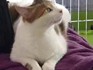 Gato raça Srd idade 3 anos nome Branquinho