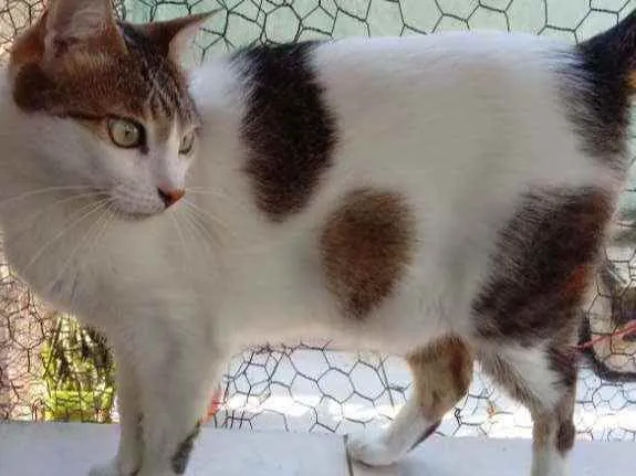 Gato raça Srd idade 3 anos nome Branquinho