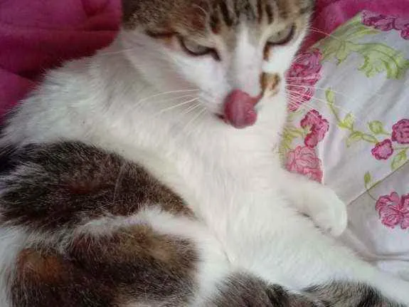 Gato raça Srd idade 3 anos nome Branquinho