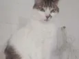 Gato raça Srd idade 3 anos nome Branquinho