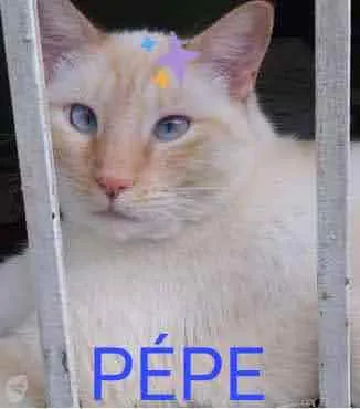 Gato raça Srd idade 1 ano nome Pépe