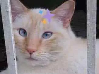 Gato raça Srd idade 1 ano nome Pépe