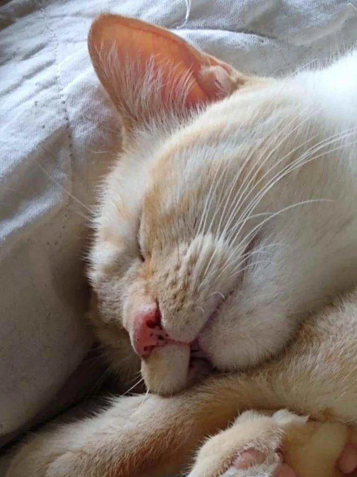 Gato raça Srd idade 1 ano nome Pépe