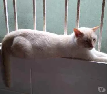 Gato raça Srd idade 1 ano nome Pépe