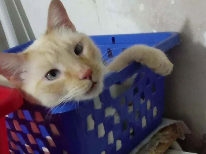Gato raça Srd idade 1 ano nome Pépe