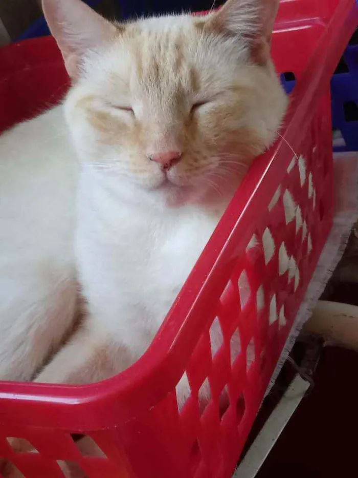 Gato raça Srd idade 1 ano nome Pépe