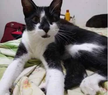 Gato raça Srd idade 1 ano nome Linguiça