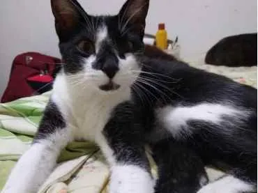 Gato raça Srd idade 1 ano nome Linguiça