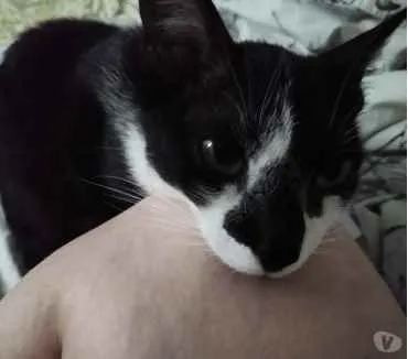 Gato raça Srd idade 1 ano nome Linguiça