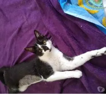 Gato raça Srd idade 1 ano nome Linguiça