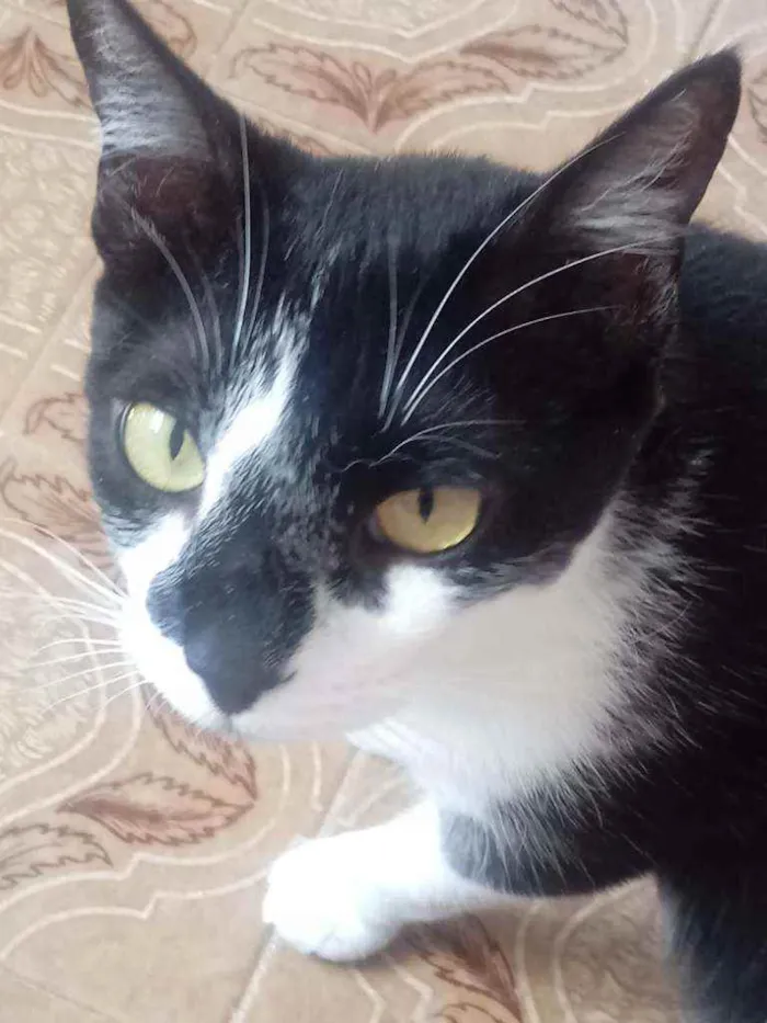 Gato raça Srd idade 1 ano nome Linguiça