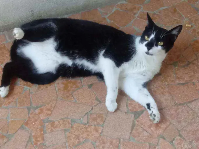 Gato raça Srd idade 1 ano nome Linguiça