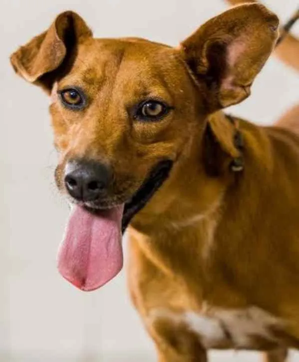 Cachorro raça Vira lata  idade 5 anos nome Santiago 