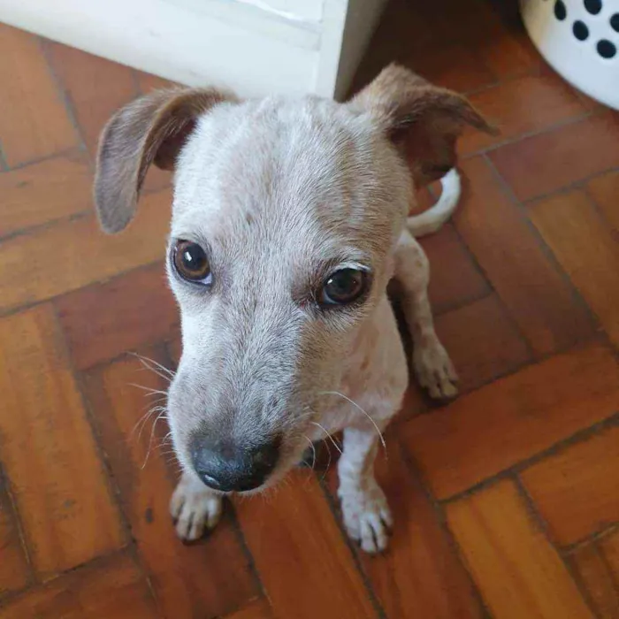 Cachorro raça SRD idade 2 a 6 meses nome Vic