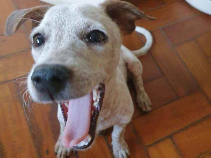 Cachorro raça SRD idade 2 a 6 meses nome Vic