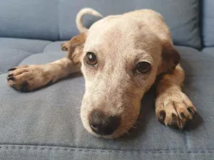 Cachorro raça SRD idade 2 a 6 meses nome Vic