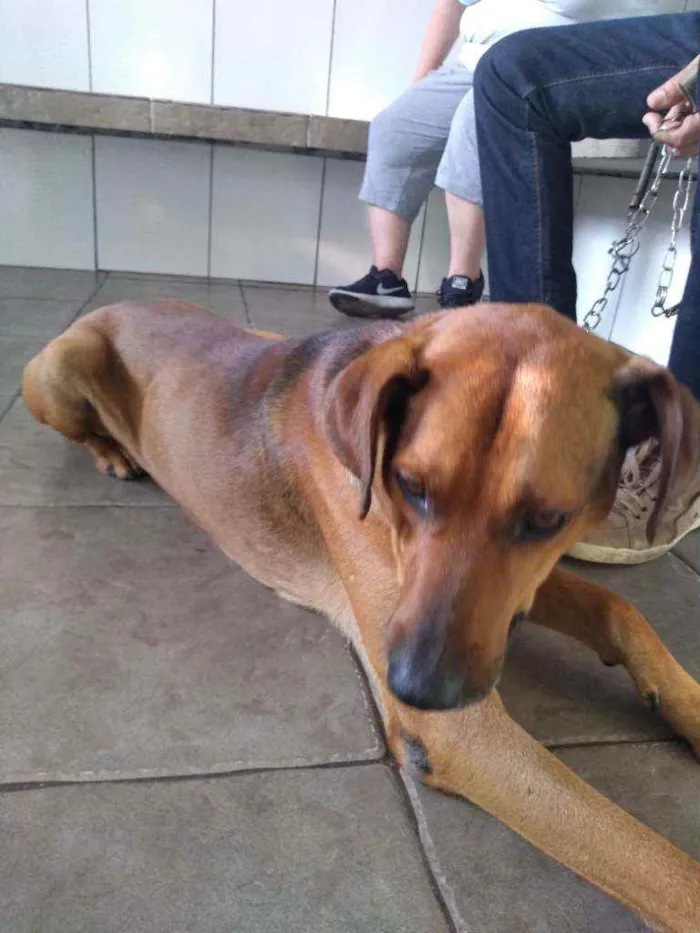 Cachorro ra a SRD idade  nome Sem nome